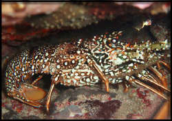 Una bresilliene....spotted tiny lobster by Durand Gerald 